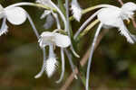 White fringed orchid